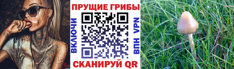 Купить  Балашов  Псилоцибиновые грибы ЛСД 
